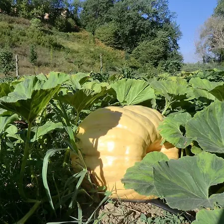 Κατάλυμα σε φάρμα Agriturismo Stella E Il Grillo Forano